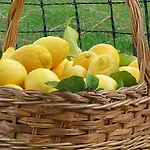 Sivori